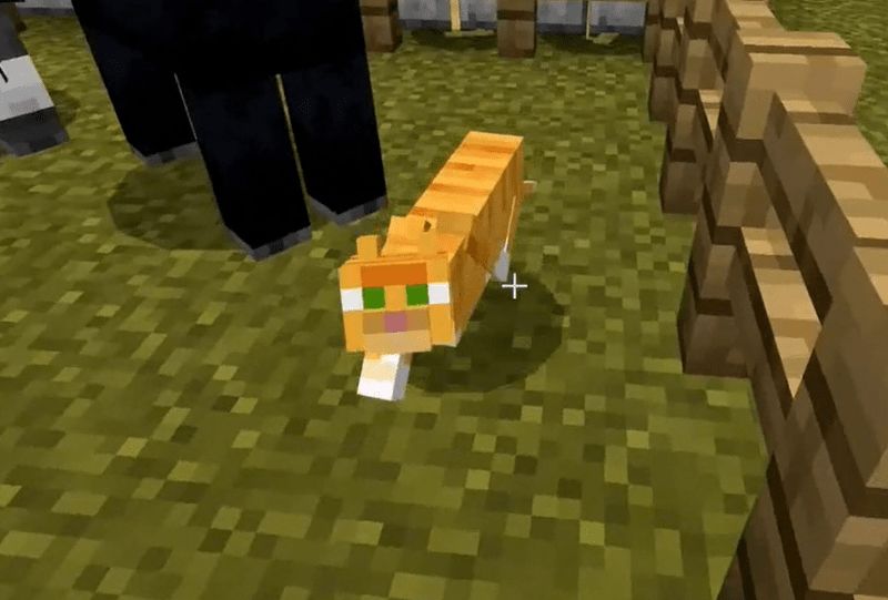 DOMESTIQUEI TODOS OS GATOS DO MINECRAFT NUM SÓ VÍDEO 