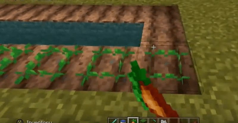 Saiba como plantar cenouras Minecraft